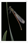 Pyrrhosoma nymphula (large red damselfly) - newly emerged by Anonymous