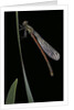 Pyrrhosoma nymphula (large red damselfly) - newly emerged by Anonymous