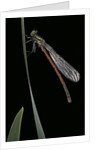 Pyrrhosoma nymphula (large red damselfly) - newly emerged by Anonymous