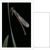Pyrrhosoma nymphula (large red damselfly) - newly emerged by Anonymous