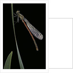 Pyrrhosoma nymphula (large red damselfly) - newly emerged by Anonymous