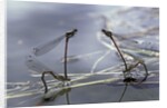 Pyrrhosoma nymphula (large red damselfly) - laying eggs in aquatic plants by Anonymous