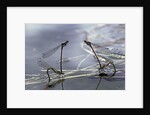 Pyrrhosoma nymphula (large red damselfly) - laying eggs in aquatic plants by Anonymous