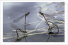 Pyrrhosoma nymphula (large red damselfly) - laying eggs in aquatic plants by Anonymous
