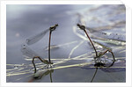 Pyrrhosoma nymphula (large red damselfly) - laying eggs in aquatic plants by Anonymous