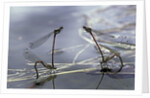Pyrrhosoma nymphula (large red damselfly) - laying eggs in aquatic plants by Anonymous