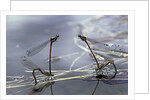 Pyrrhosoma nymphula (large red damselfly) - laying eggs in aquatic plants by Anonymous