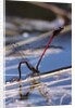 Pyrrhosoma nymphula (large red damselfly) - laying eggs in aquatic plants by Anonymous