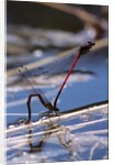 Pyrrhosoma nymphula (large red damselfly) - laying eggs in aquatic plants by Anonymous