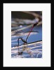 Pyrrhosoma nymphula (large red damselfly) - laying eggs in aquatic plants by Anonymous