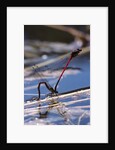 Pyrrhosoma nymphula (large red damselfly) - laying eggs in aquatic plants by Anonymous
