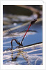 Pyrrhosoma nymphula (large red damselfly) - laying eggs in aquatic plants by Anonymous