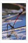 Pyrrhosoma nymphula (large red damselfly) - laying eggs in aquatic plants by Anonymous