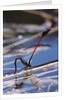 Pyrrhosoma nymphula (large red damselfly) - laying eggs in aquatic plants by Anonymous