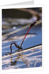 Pyrrhosoma nymphula (large red damselfly) - laying eggs in aquatic plants by Anonymous