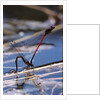 Pyrrhosoma nymphula (large red damselfly) - laying eggs in aquatic plants by Anonymous