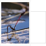 Pyrrhosoma nymphula (large red damselfly) - laying eggs in aquatic plants by Anonymous