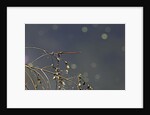 Pyrrhosoma nymphula (large red damselfly) by Anonymous