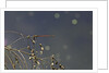 Pyrrhosoma nymphula (large red damselfly) by Anonymous