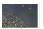 Pyrrhosoma nymphula (large red damselfly) by Anonymous