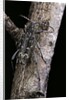 Rusticoclytus rusticus (longhorn beetle) by Anonymous