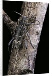 Rusticoclytus rusticus (longhorn beetle) by Anonymous