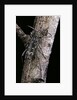 Rusticoclytus rusticus (longhorn beetle) by Anonymous