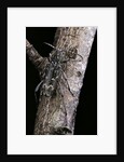 Rusticoclytus rusticus (longhorn beetle) by Anonymous
