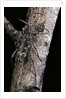 Rusticoclytus rusticus (longhorn beetle) by Anonymous