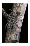 Rusticoclytus rusticus (longhorn beetle) by Anonymous
