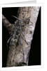 Rusticoclytus rusticus (longhorn beetle) by Anonymous