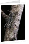 Rusticoclytus rusticus (longhorn beetle) by Anonymous