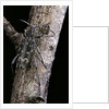 Rusticoclytus rusticus (longhorn beetle) by Anonymous