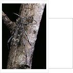 Rusticoclytus rusticus (longhorn beetle) by Anonymous