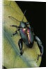 Sagra buqueti (frog-legged leaf beetle) by Anonymous