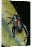 Sagra buqueti (frog-legged leaf beetle) by Anonymous
