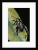 Sagra buqueti (frog-legged leaf beetle) by Anonymous