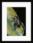 Sagra buqueti (frog-legged leaf beetle) by Anonymous