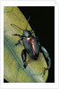 Sagra buqueti (frog-legged leaf beetle) by Anonymous