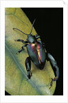 Sagra buqueti (frog-legged leaf beetle) by Anonymous