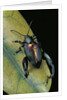 Sagra buqueti (frog-legged leaf beetle) by Anonymous
