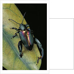 Sagra buqueti (frog-legged leaf beetle) by Anonymous