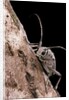 Saperda octopunctata (flat-faced longhorn beetle) by Anonymous