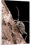 Saperda octopunctata (flat-faced longhorn beetle) by Anonymous
