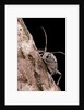 Saperda octopunctata (flat-faced longhorn beetle) by Anonymous
