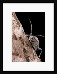 Saperda octopunctata (flat-faced longhorn beetle) by Anonymous