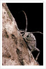 Saperda octopunctata (flat-faced longhorn beetle) by Anonymous