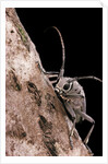 Saperda octopunctata (flat-faced longhorn beetle) by Anonymous