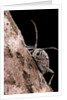 Saperda octopunctata (flat-faced longhorn beetle) by Anonymous