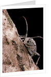 Saperda octopunctata (flat-faced longhorn beetle) by Anonymous